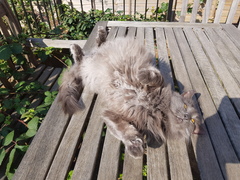 Not my cats and friends