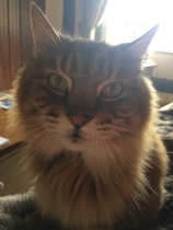Anyone else's cat have an 'It wasn't me!' face? Pics please!