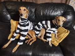 Lurcher puppy