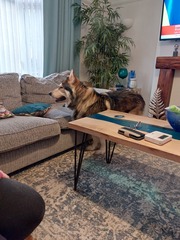 Puppy Survival Thread: muddy footprints into Spring 2022