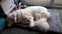 Please welcome our new dog!