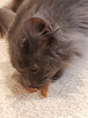 Ollie, Paws, friends and family