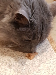 Ollie, Paws, friends and family