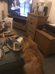 Not my cats and friends