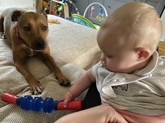 “Getting ANY adult dog breed is strongly NOT recommended”