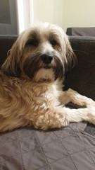 Favourite ever picture of your dog.