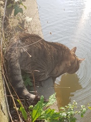 Thug cat part 4.  After all, it's not my Axminster.
