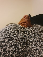 Favourite ever picture of your dog.