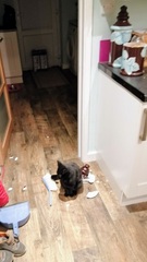 Anyone else's cat have an 'It wasn't me!' face? Pics please!