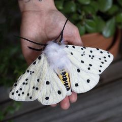 If you like butterflies but don’t like moths, why.