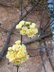 Can any gardening gurus tell me what this plant is please?
