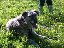 Said goodbye to my old boy tonight.