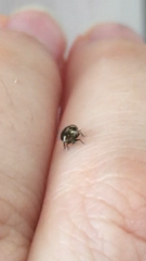 This is a carpet beetle isn’t it? 😭