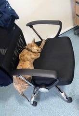 Lurcher - what do I need to know?