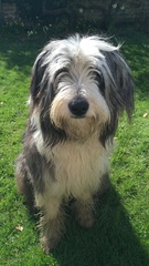 Favourite ever picture of your dog.