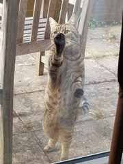 Thug cat part 4.  After all, it's not my Axminster.