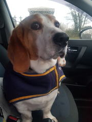 Is this a pure beagle?
