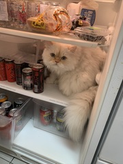 Anyone else's cat have an 'It wasn't me!' face? Pics please!