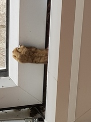 Not my cats and friends