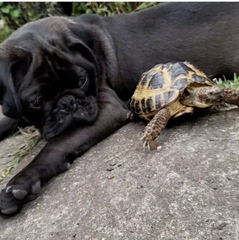 Favourite ever picture of your dog.
