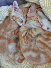 Indoor cats?
