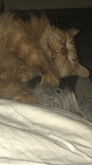 Do you think my cat is gorgeous?