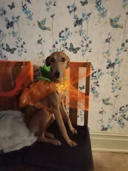 Lurcher puppy
