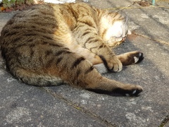 Thug cat part 4.  After all, it's not my Axminster.