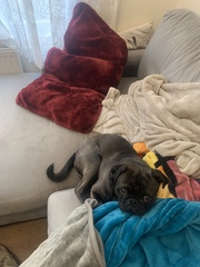 Positive puppy/dog ownership
