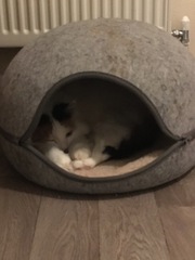 Cat has found a new spot to hide in my room