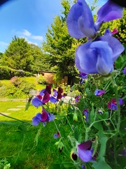Advice to create cottage garden look