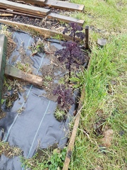 Plant ID - broccoli?