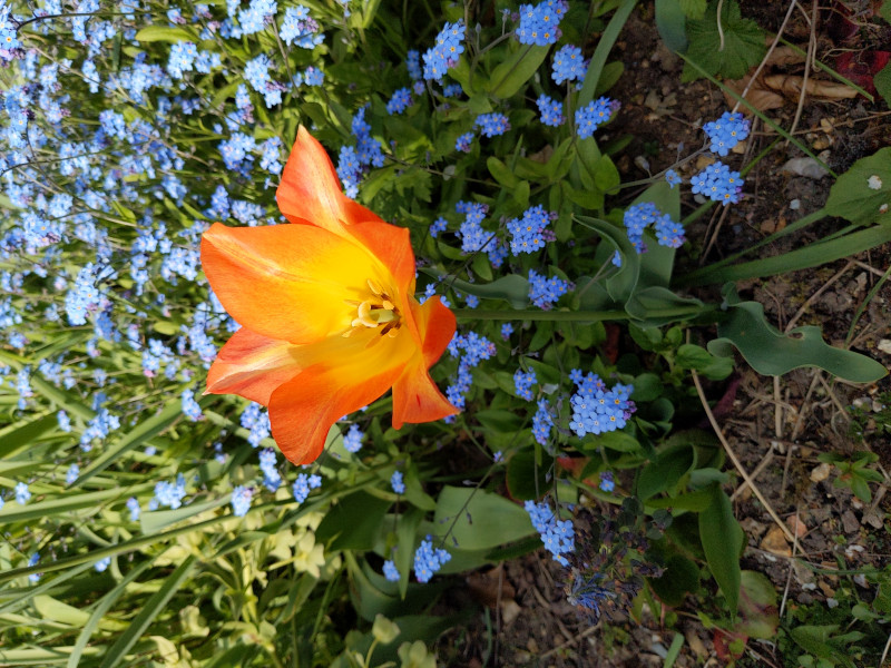 Are these the very best tulips?