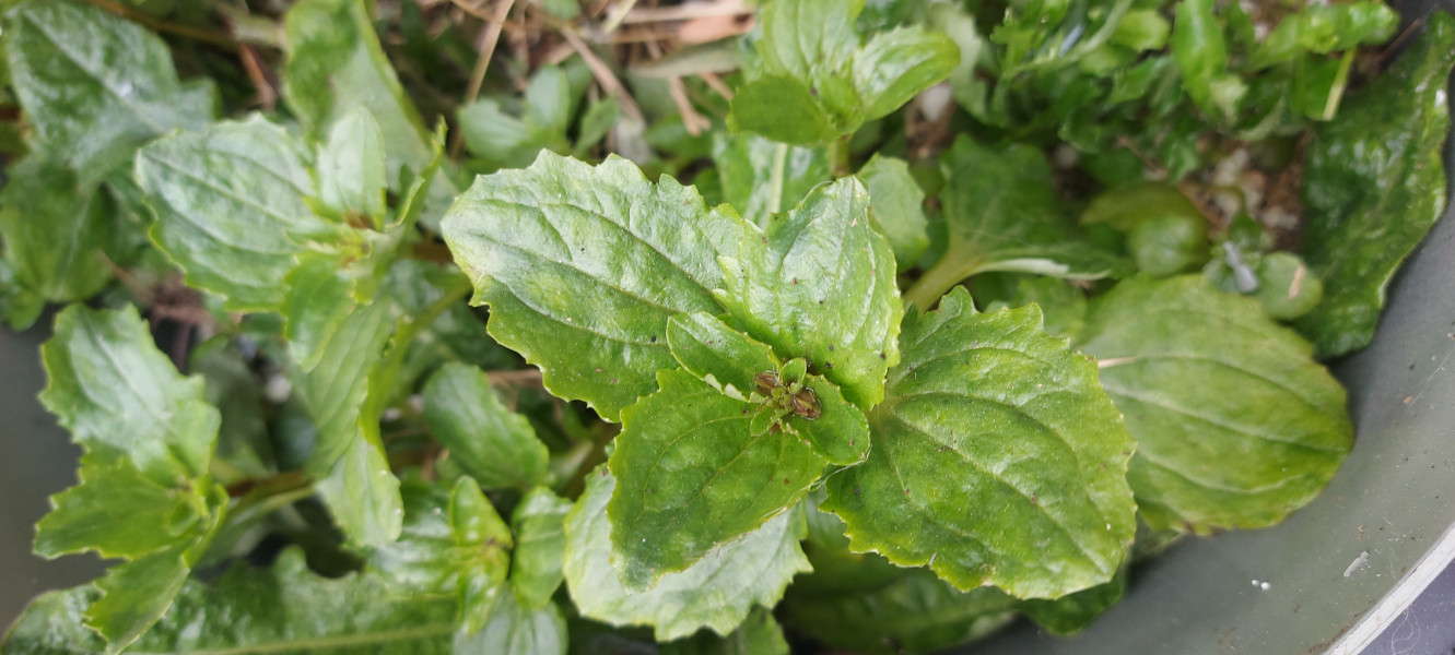 Plant ID please