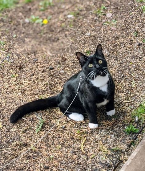 Cat photo thread
