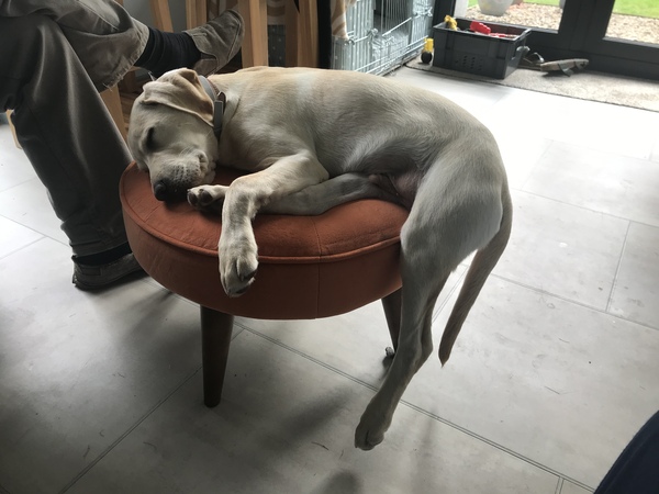 Favourite ever picture of your dog.