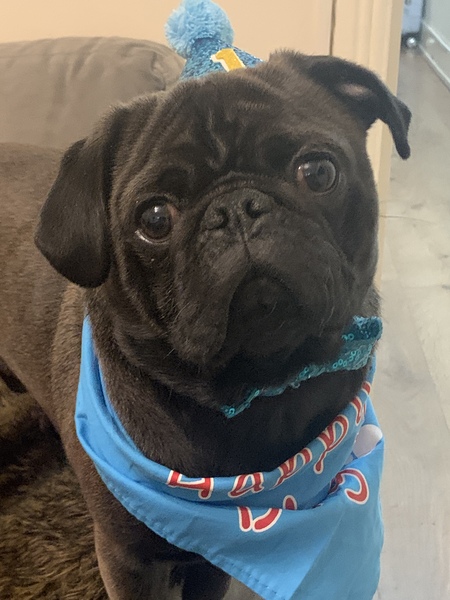 To think dogs are fantastic?