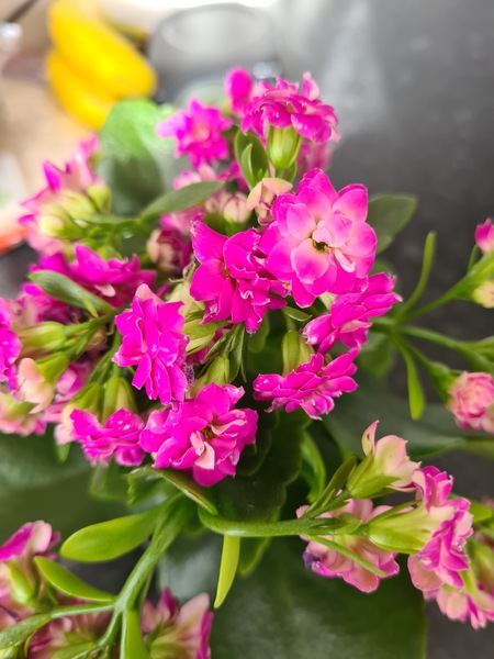 Flower ID please