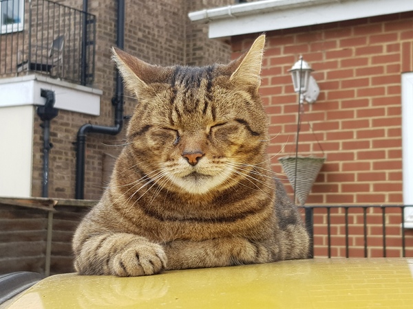 Thug cat part 4.  After all, it's not my Axminster.