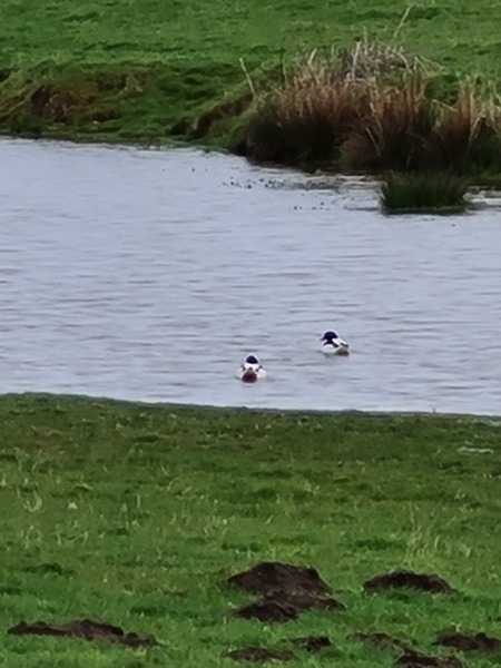 Come on in, chat thread