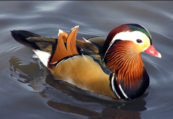 Come on in, chat thread