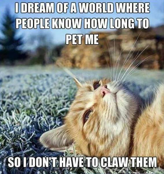 A question for all cat owners (it’s not about poo)
