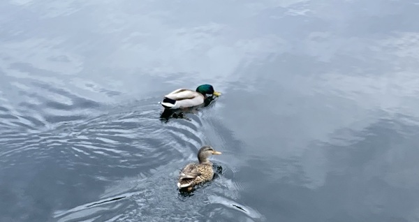 Come and tell me your dull and unexciting news 22: Calmly through the day