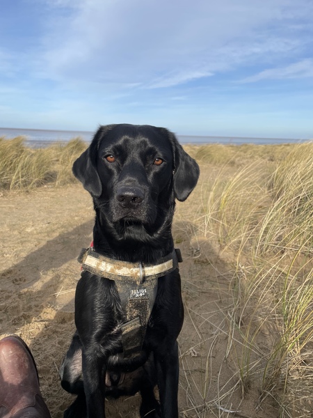 To think dogs are fantastic?