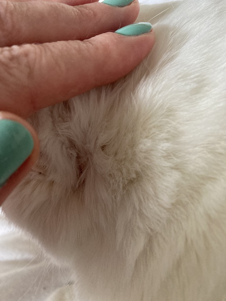 Scabby patch behind cat’s ear