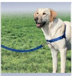 Are harnesses as bad as this person says?