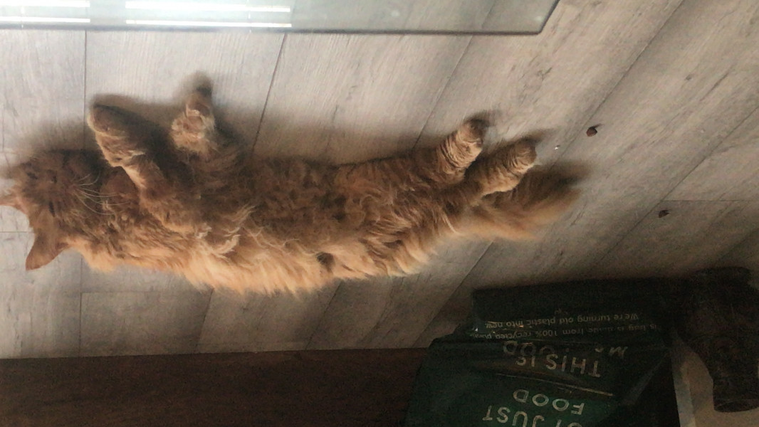 Not my cats and friends