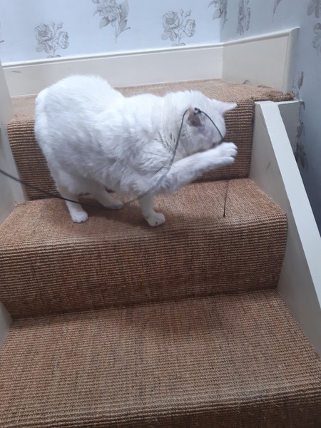 Toys that cats actually play with