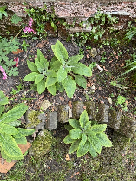 Omg is this foxglove?