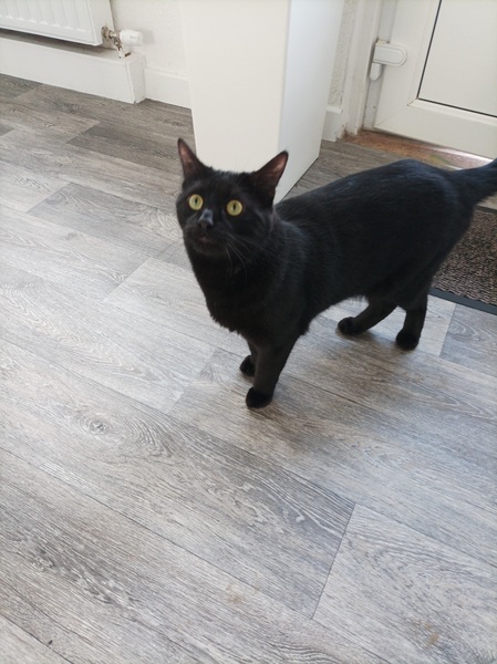 Leaving cat alone over night